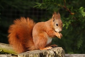 Sciurus vulgaris (Photo courtesy inostrifratellianimali.blogspot.com)