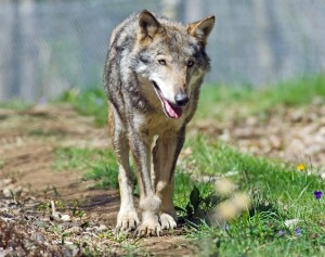 Lupo Appenninico (Photo Luciano Boni courtesy of www.terradimaremma.com)