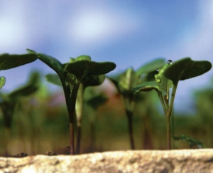 Agricoltura sostenibile (photo courtesy worldfoodsystem.ethz.ch)