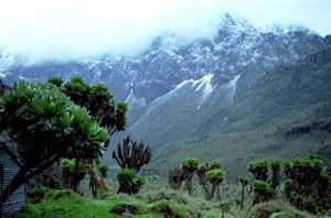 Rwenzori (photo courtesy wikipedia.en)