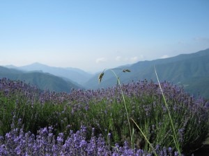 Uno dei casi: la coltivazione della lavanda a Drego in Alta Valle Argentina - Imperia (photo Maria Pia Turbi) 