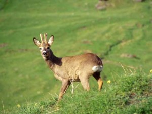 Capriolo-photo-courtesy-lapulceonline.it_-300x225.jpg