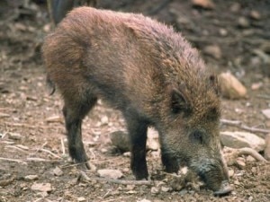 Photo of Cinghiali radioattivi: nessun animale contaminato fuori dalla Valsesia