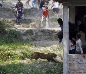 Il-leopardo-AP-Photo-Niranjan-Shrestha-300x258.jpg