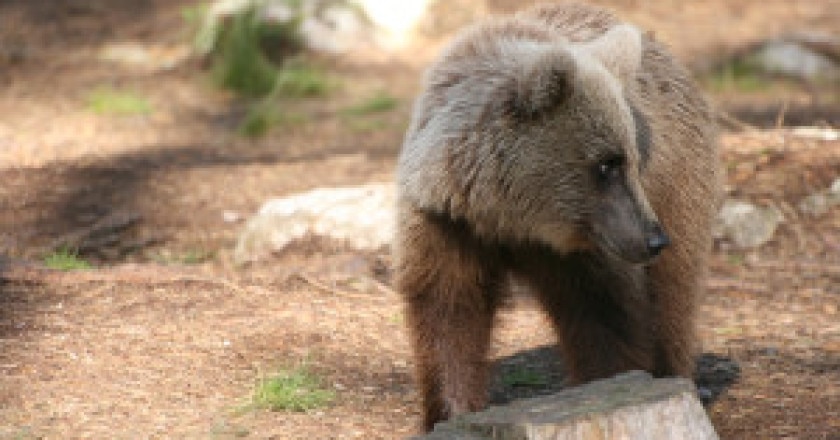 Orso-Photo-di-Mauro-Belardi-www.life-arctos.it_-300x200.jpg