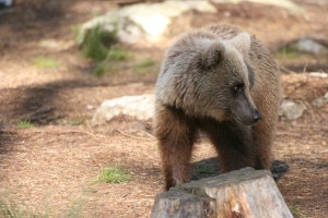 Orso-Photo-di-Mauro-Belardi-www.life-arctos.it_-300x200.jpg