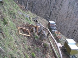 Orso-Premana-Alveari-Photo-courtesy-lecconotizie.com_-300x224.jpg