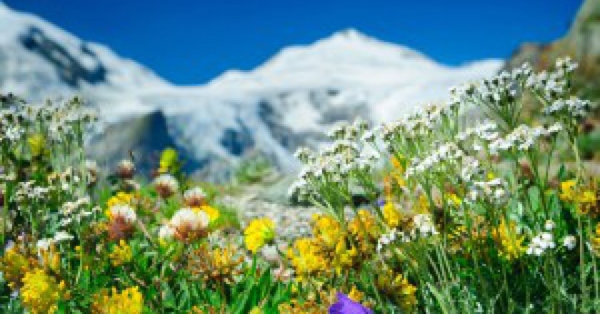 Primavera-sulle-alpi-Photo-courtesy-austrianzimmers.blogspot.com_-300x199.jpg