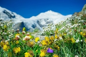 Primavera-sulle-alpi-Photo-courtesy-austrianzimmers.blogspot.com_-300x199.jpg