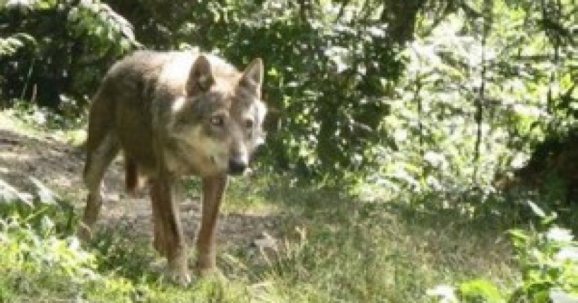 canis_lupus_italicus_france2a-300x219.jpg