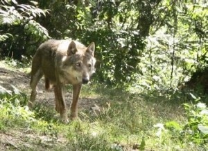 canis_lupus_italicus_france2a-300x219.jpg