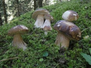 funghi-val-di-fiemme-predazzoblog.it_-300x225.jpg