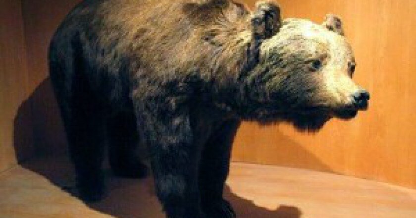 orso-300x233.jpg