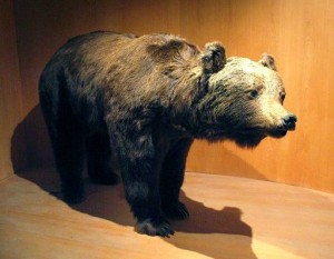 orso-300x233.jpg
