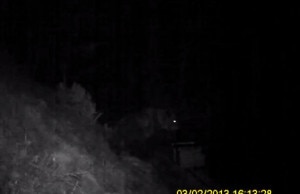 Photo of L'orso di Premana immortalato da una video-trappola: ecco le immagini