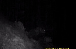 orso-a-premana-photo-courtesy-provincia.lecco_.it_-300x194.jpg