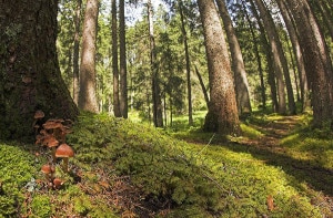 Bosco-photo-courtesy-Ansa.it_-300x197.jpg