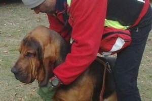 Cani-molecolari-photo-courtesy-www.ilcittadinoonline.it_-300x199.jpg