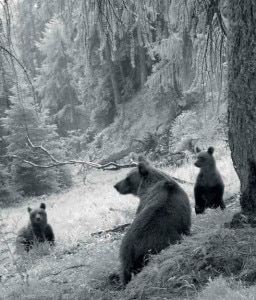 Foto-di-copertina-del-Rapporto-Orso-2012-256x300.jpg