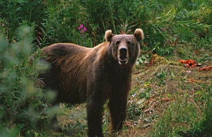 Photo of Cresce la preoccupazione sul Monte Baldo, orso M11 troppo confidente