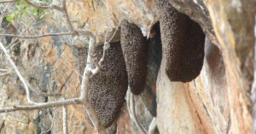 bee-colony-closeup-300x168.jpg