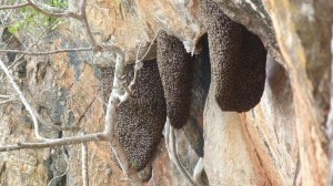 bee-colony-closeup-300x168.jpg