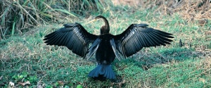 bird13-300x125.jpg