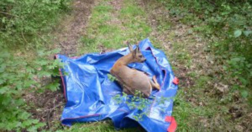 capriolo-300x225.jpg