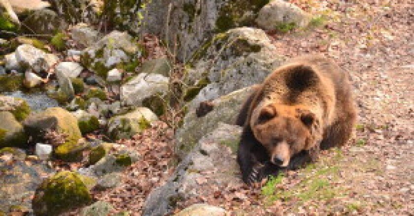 orso6spormaggioreSaraBragonzi-300x200.jpg