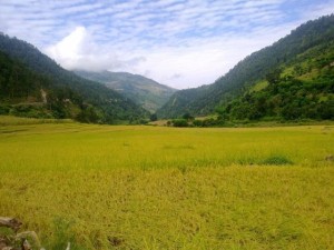 paddy-field-300x225.jpg