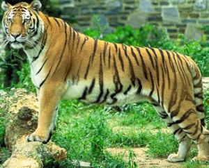 parsa_wildlife-300x242.jpg
