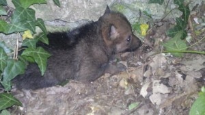 Il cucciolo di Lupo Appenninico fotografato nell'Area Faunistica del Lupo di Civitella Alfedena (Photo courtesy of www.parcoabruzzo.it)