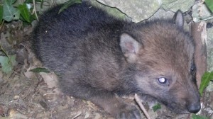 Il cucciolo di Lupo Appenninico ha poche settimane ed è stato trovato in buone condizioni di salute (Photo courtesy of www.parcoabruzzo.it)