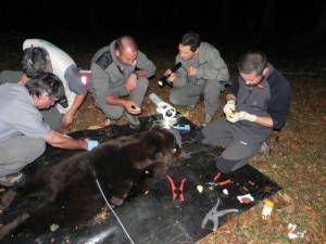 L'orso M11 durante la cattura per dotarlo di marche auricolari radio trasmittenti (Photo Valter Calvetti courtesy of Archivio Servizio Foreste e Fauna Provincia Autonoma di Trento/www.orso.provincia.tn.it)