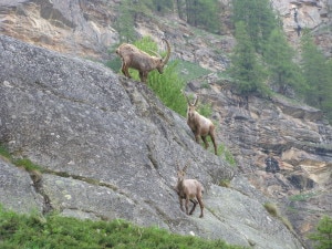 Stambecchi nel Parco Nazionale del Gran Paradiso