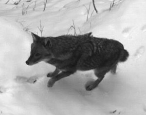Lo Sciacallo dorato immortalato dalle fototrappole nella Val di Non (Photo courtesy of Archivio fotografico Servizio Foreste e Fauna PAT / Museo delle Scienze)