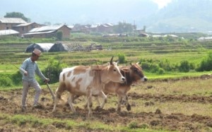 A farmer ploughs his field to prepare it for paddy plantation. Photo: Gorkhapatra