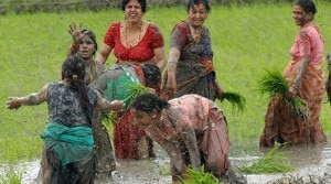 Farmers enjoy by splashing mud to each other while planting the sapling of paddy in their field. Photo: nepaltrekkingpass.com