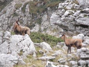 Camosci appenninici (Photo Massimiliano Marcelli courtesy of commons.wikimedia.org)