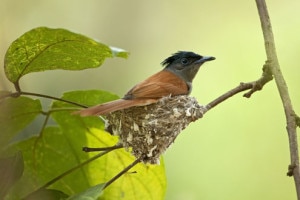 Asian paradise female in nest. Photo: File photo