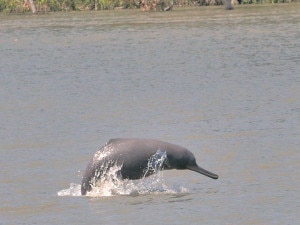 Dolphin file photo