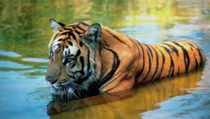 Tiger inside Bardia National Park, file photo.