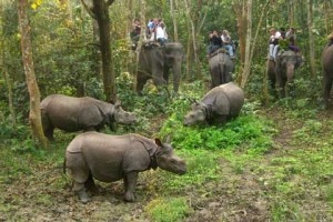 Rhinos are seen grazing as tourists enjoy jungle safari inside Chitwan National Park. Photo: nepalvillagetreks.com