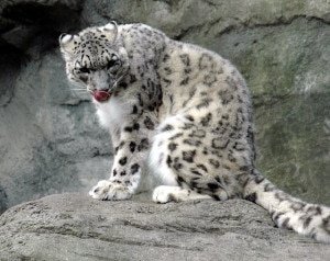 A snow leopard spotted in  Kashmir, file photo. source:  www.kashmirtourism.org  