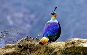 A file photo of Lophophrous, locally known as Danfe, which is also the national bird of Nepal, at Langtang National Park.