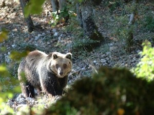 Orso Marsicano (Photo courtesy of www.parcoabruzzo.it)