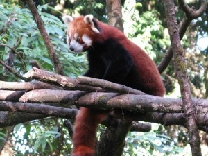 Red Panda, file photo