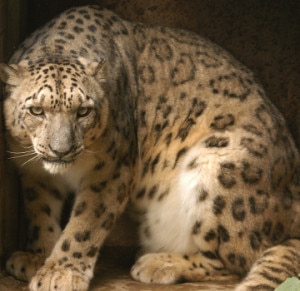 Snow Leopard. Photo: evk2cnr.org