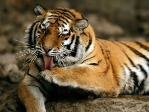 Tiger. Photo: File photo