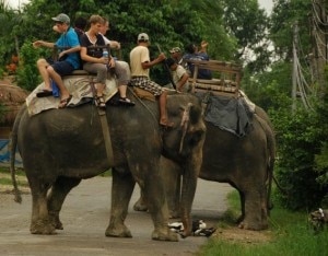 Tourists seated on elephants by four and prepared for elephant safari at Chitwan National Park in Sauraha, Nepal. Photo: File photo